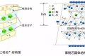 應(yīng)對新冠要囤蒙脫石散？專家：備一兩盒正常，但未必是止瀉首選縮略圖