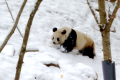 佛坪：秦嶺春雪 大熊貓雪中撒歡萌態(tài)足縮略圖