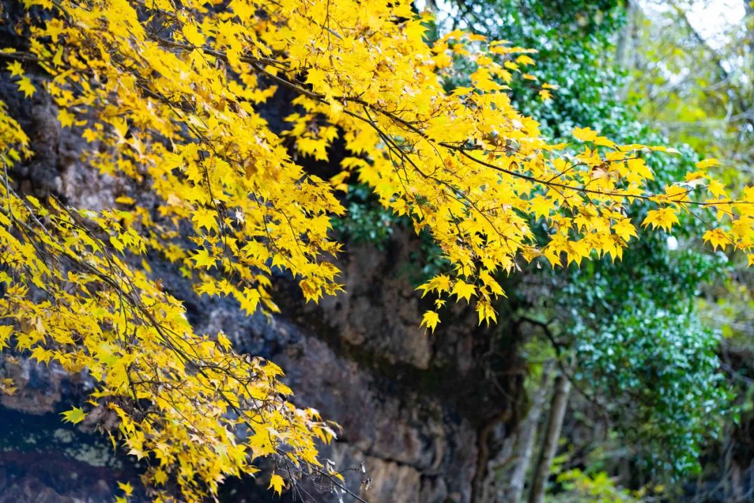 10月1日，漢中黎坪景區(qū)秋高氣爽、景色秀美，還不擁擠，趕緊出發(fā)嘍！