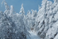 預計1月11日-26日 陜西有兩次雨雪降溫過程縮略圖