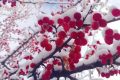 宛若仙境！漢臺景區(qū)絕美雪景上線縮略圖