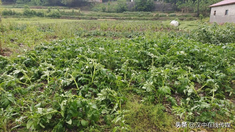 5月7日，漢中市寧強(qiáng)縣突降暴雨及冰雹部分區(qū)域莊稼受損嚴(yán)重插圖3