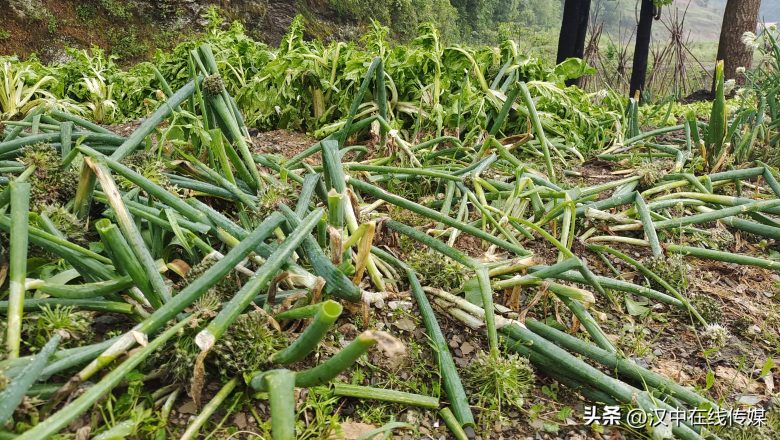 5月7日，漢中市寧強(qiáng)縣突降暴雨及冰雹部分區(qū)域莊稼受損嚴(yán)重插圖